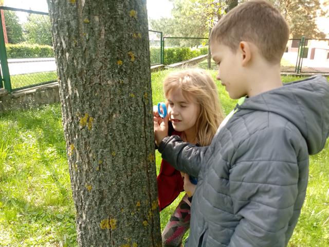 Dwoje uczniów przy drzewie. Chłopiec trzyma lupę, przez którą dziewczynka obserwuje korę drzewa.