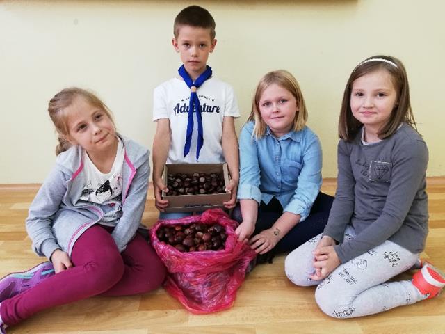 Czworo uczniów przy pudełku i woreczku pełnych kasztanów.