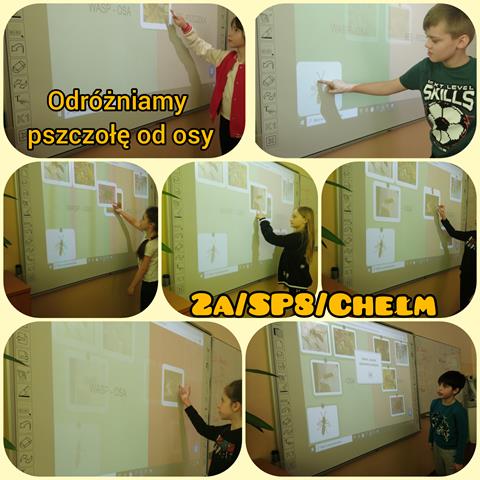 Uczniowie klasy II a uczestniczący w lekcji " Odróżniam pszczołę od osy". Dzieci wykonują zadania na tablicy interaktywnej.